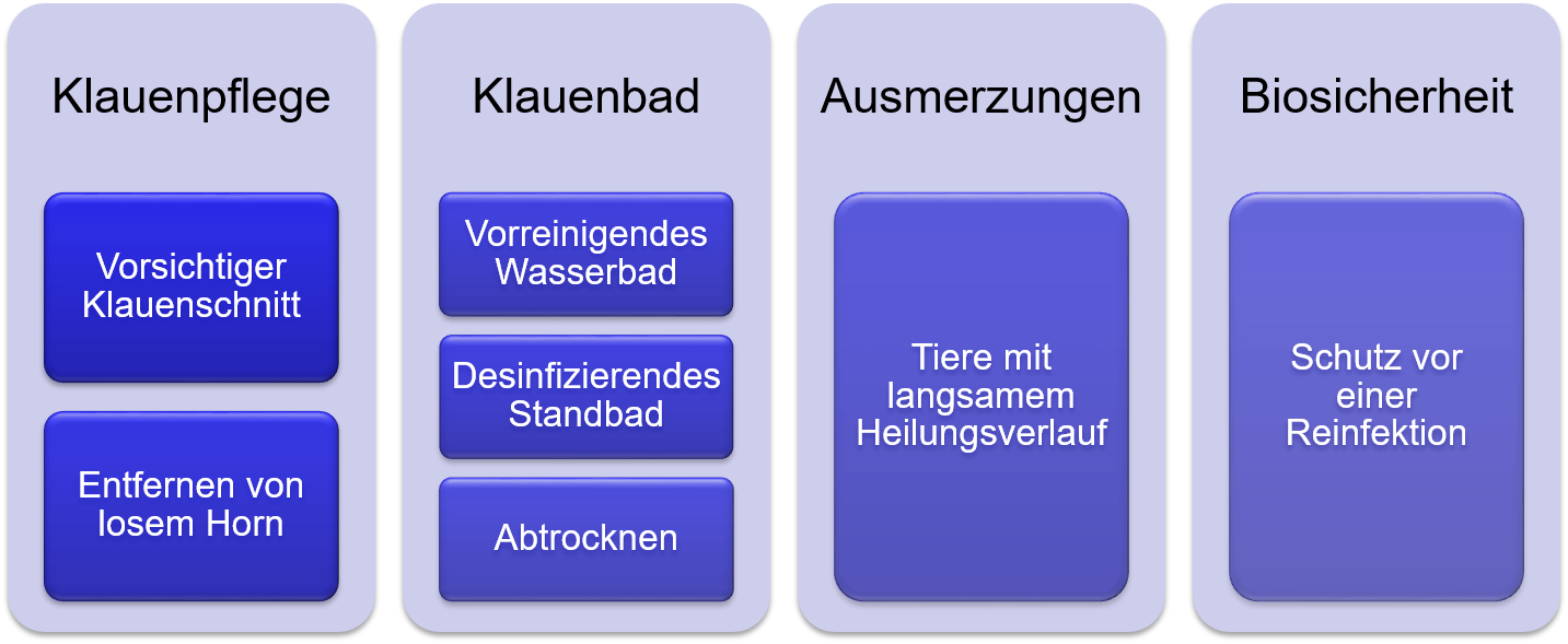 Übersicht mit den vier zu beachtenden Punkten bei einer Sanierung (Klauenpflege, Klauenbad, Ausmerzungen, Biosicherheit)