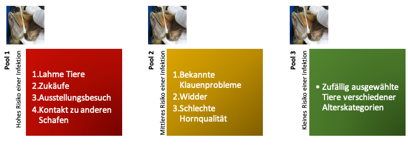 Übersicht mit der Auflistung, welche Risikotiere in welchem Pool untersucht werden müssen